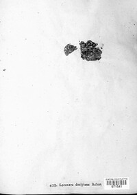 Calogaya decipiens image